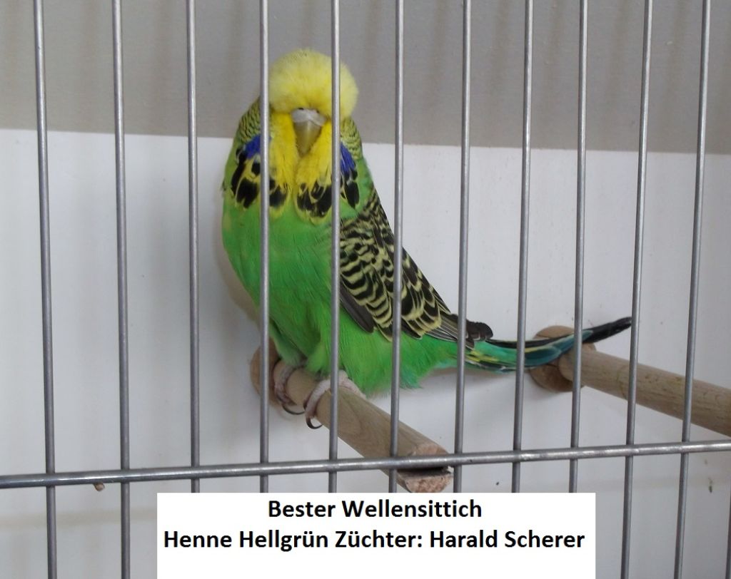 19. WS-Zuechtertreffen 002.JPG